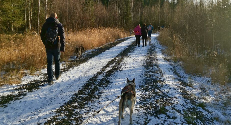 Honden uitlaten wandeling